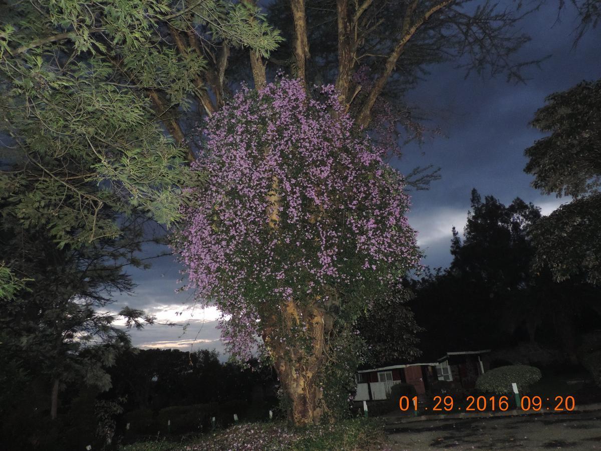 Lions Court Lodge Nanyuki Exterior photo